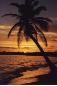 Palm